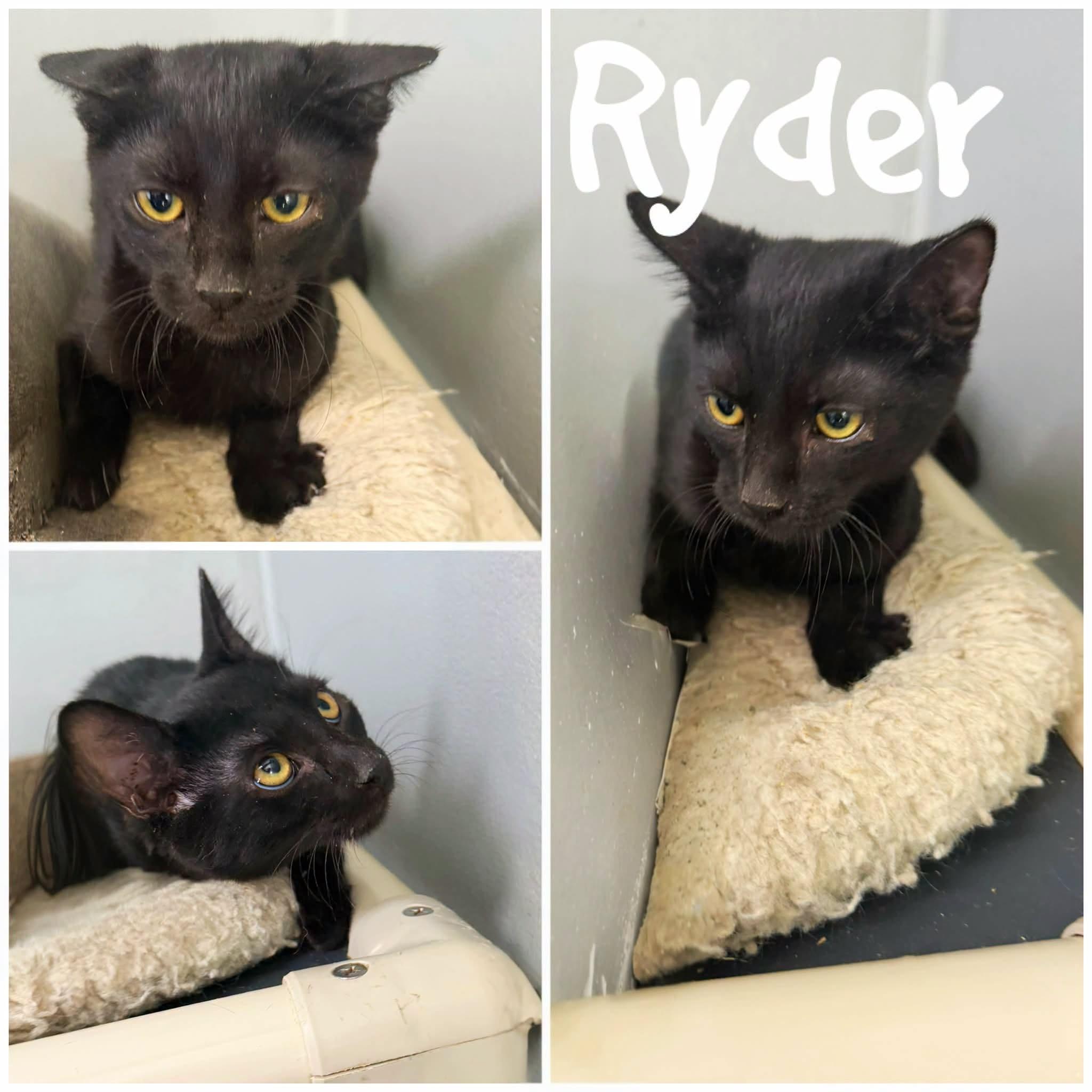 Ryder, Adoptable, Young Male Domestic Short Hair.