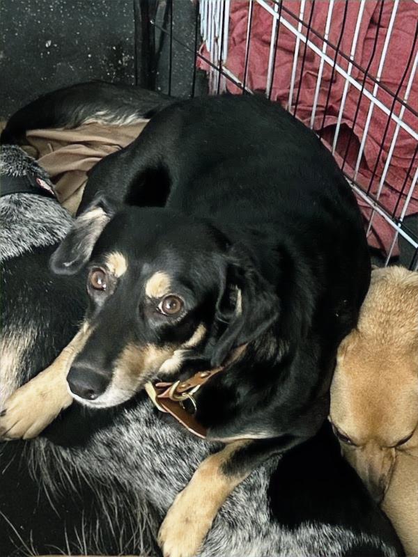 Enlarge Maggie, a Adoptable mixed breed in Huntington Beach, CA image 1/1