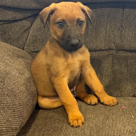 203 (2026) Craig, Adoptable, Puppy Male German Shepherd Dog & Doberman Pinscher.