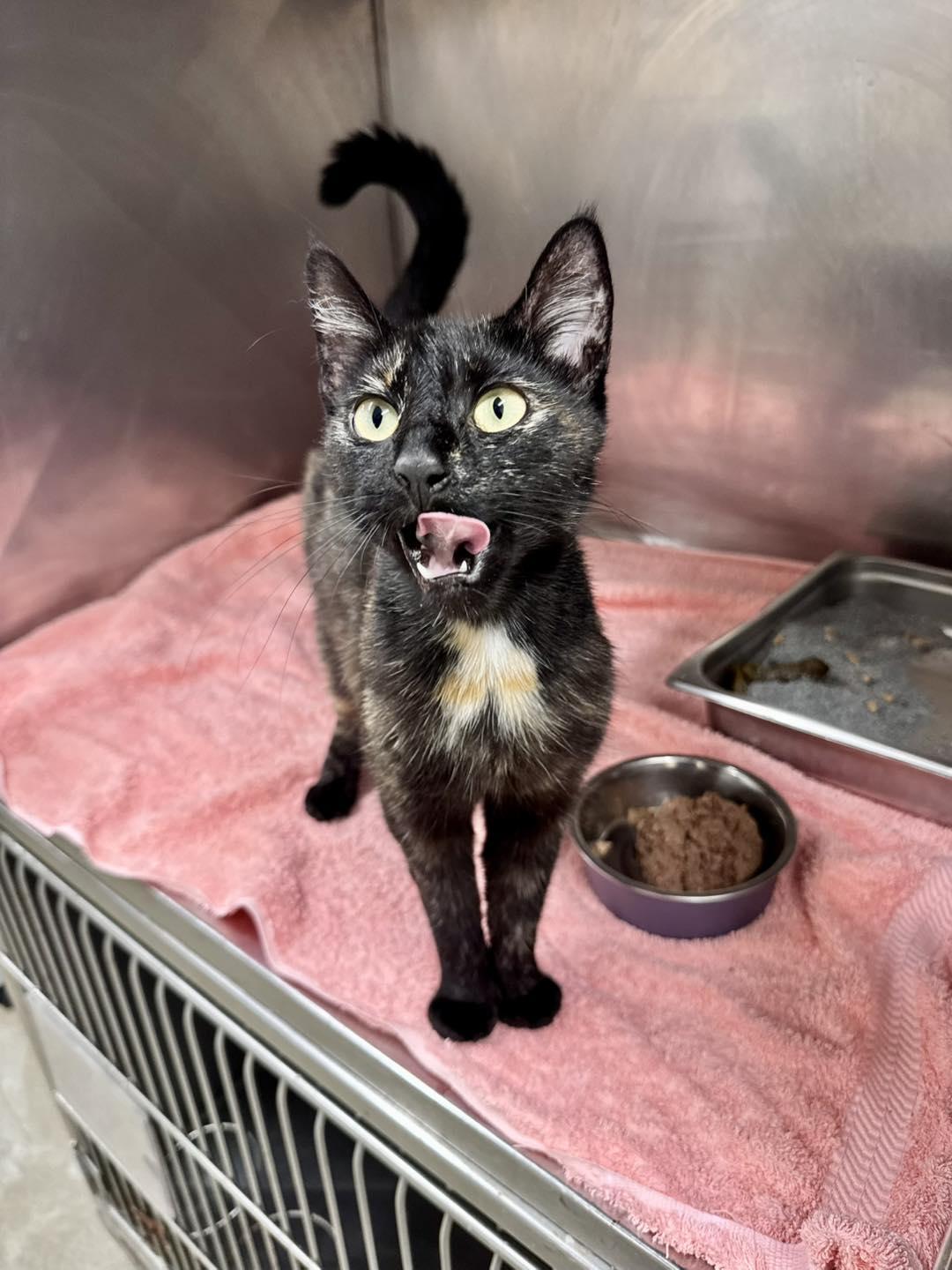 Enlarge Margarita , an adopted mixed breed in Passaic, NJ image 1/2