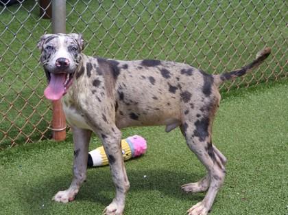 Enlarge Rick, a Adopted Mixed Breed in Athens, GA image 3/3