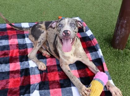 Rick, Adopted, Young Male Mixed Breed.