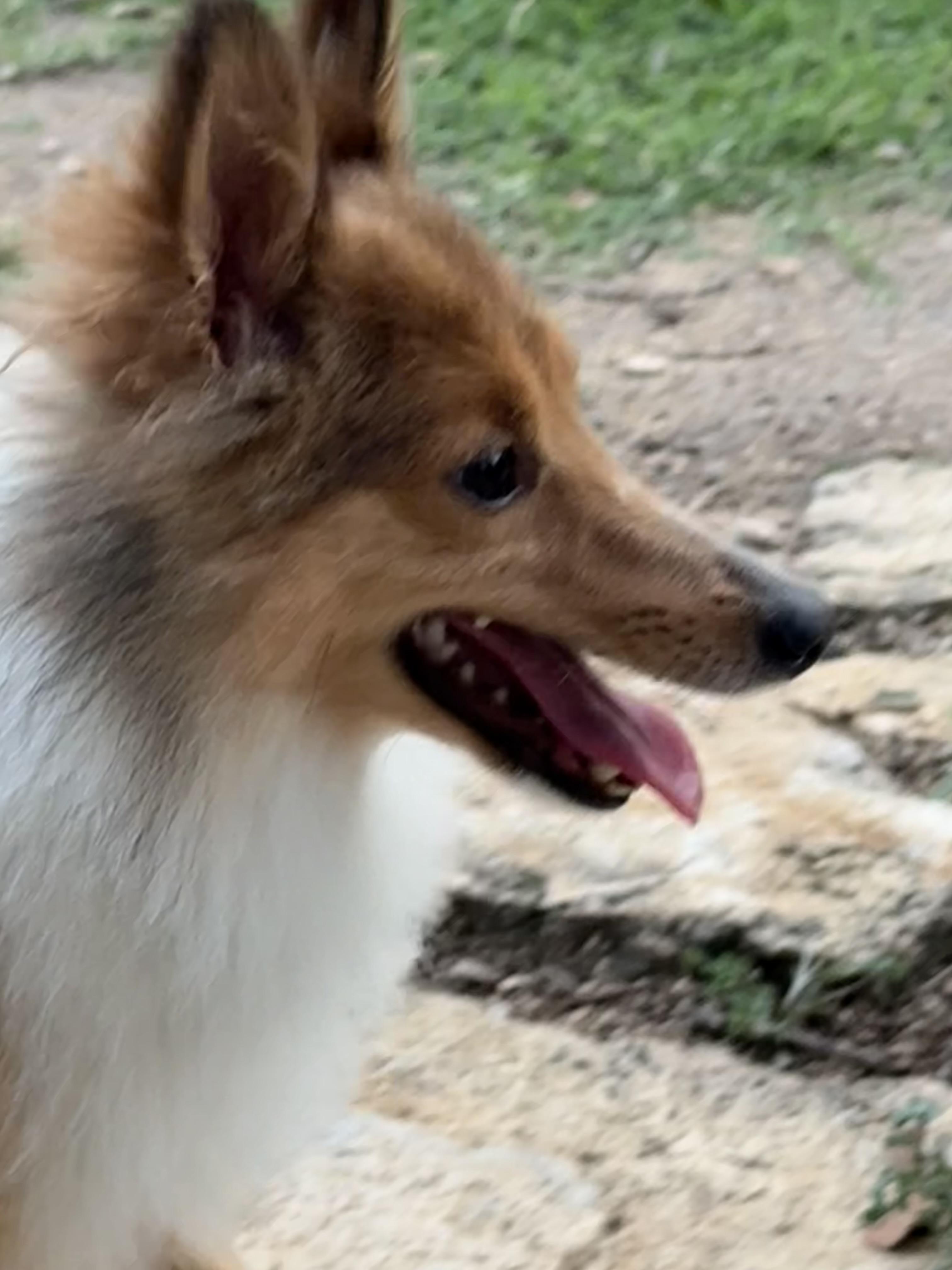 Enlarge Bruce the broken TOY Sheltie, a Adoptable Shetland Sheepdog / Sheltie in Lockhart, TX image 5/6