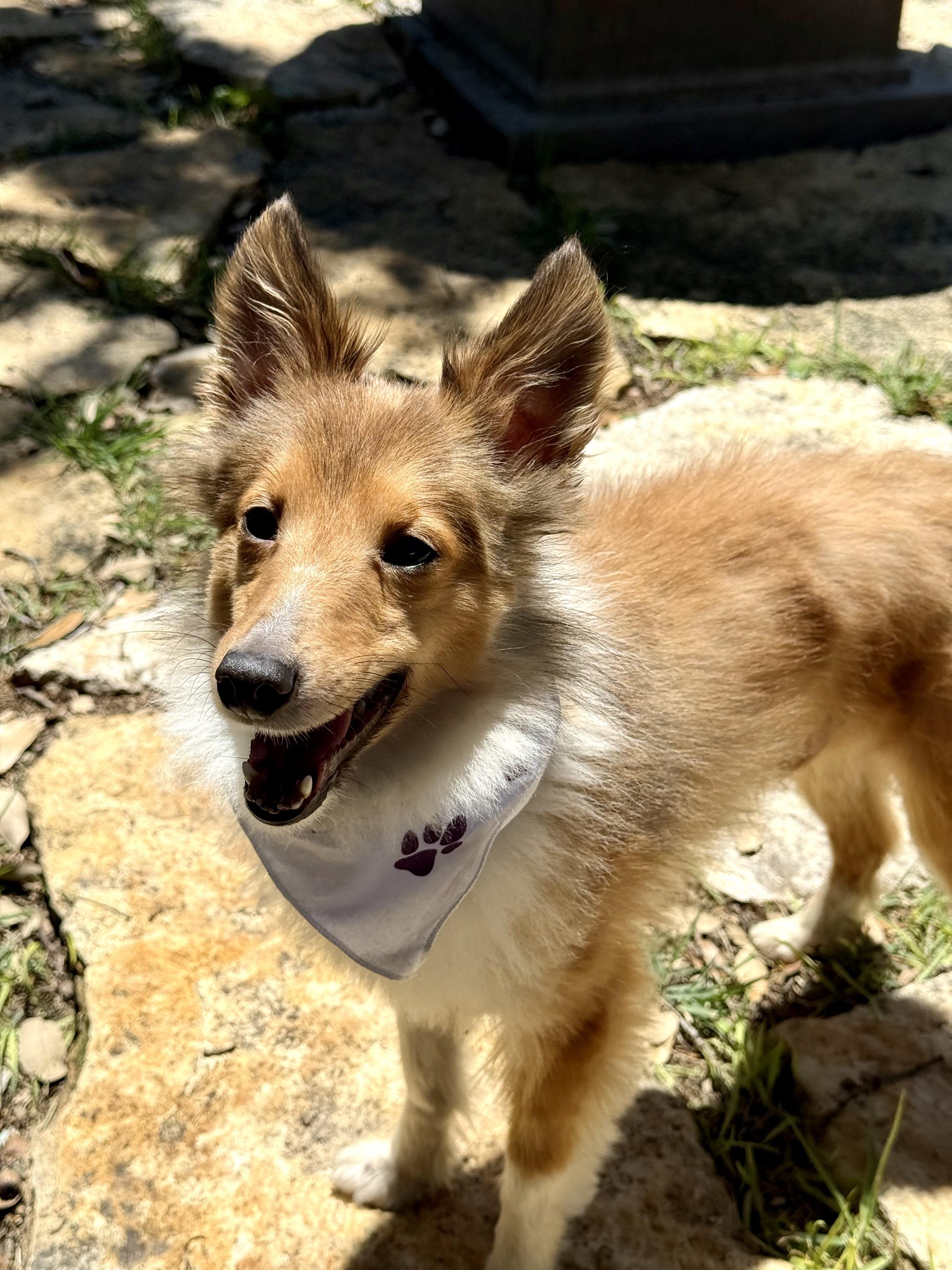 Enlarge Bruce the broken TOY Sheltie, a Adoptable Shetland Sheepdog / Sheltie in Lockhart, TX image 2/6