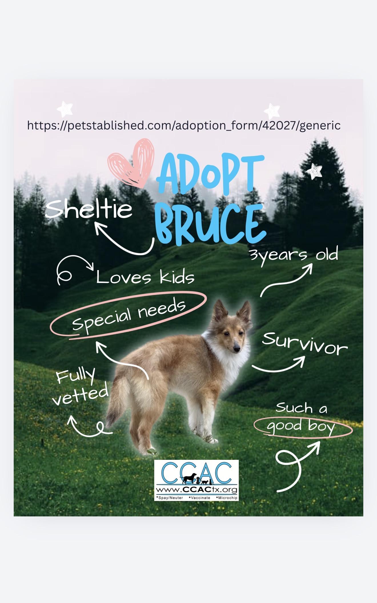 Enlarge Bruce the broken TOY Sheltie, a Adoptable Shetland Sheepdog / Sheltie in Lockhart, TX image 6/6