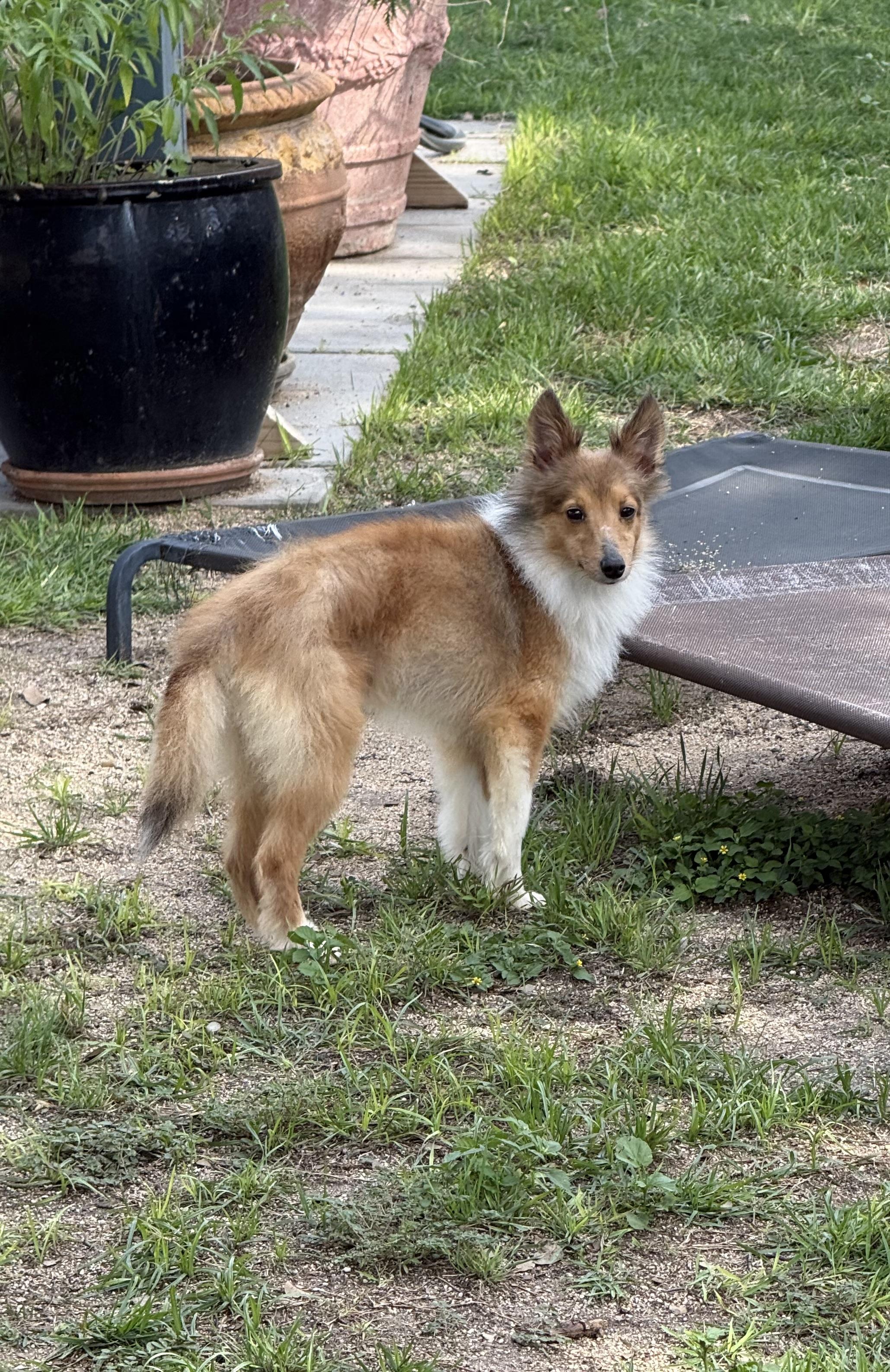 Bruce the broken TOY Sheltie, adopted, Adult Male Shetland Sheepdog / Sheltie.