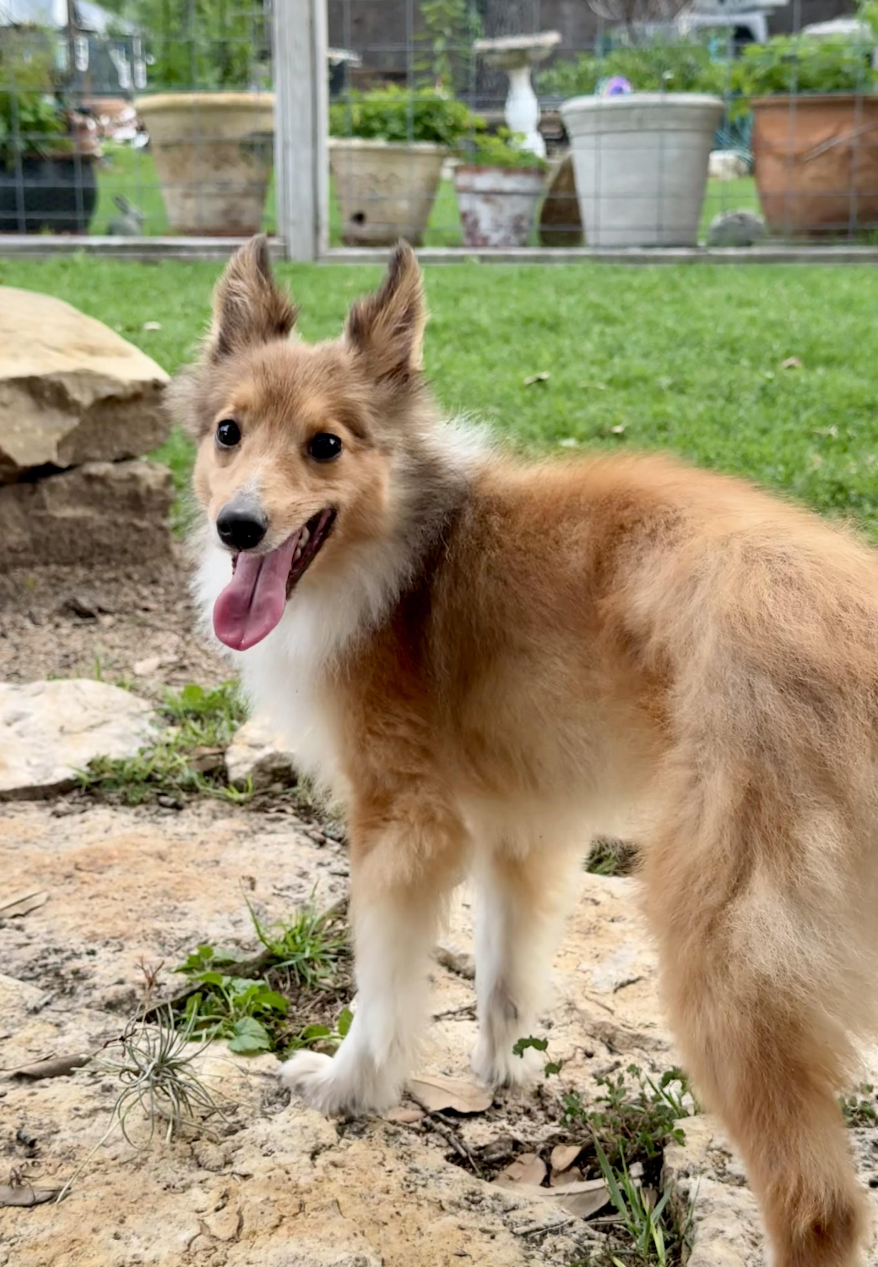 Enlarge Bruce the broken TOY Sheltie, a Adoptable Shetland Sheepdog / Sheltie in Lockhart, TX image 4/6