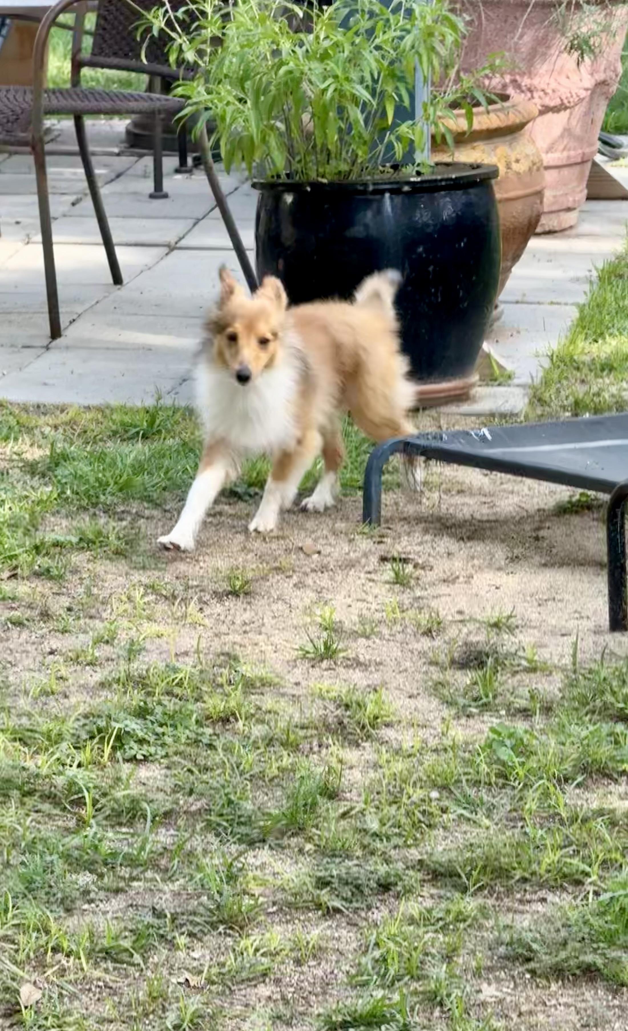 Enlarge Bruce the broken TOY Sheltie, a Adoptable Shetland Sheepdog / Sheltie in Lockhart, TX image 3/6