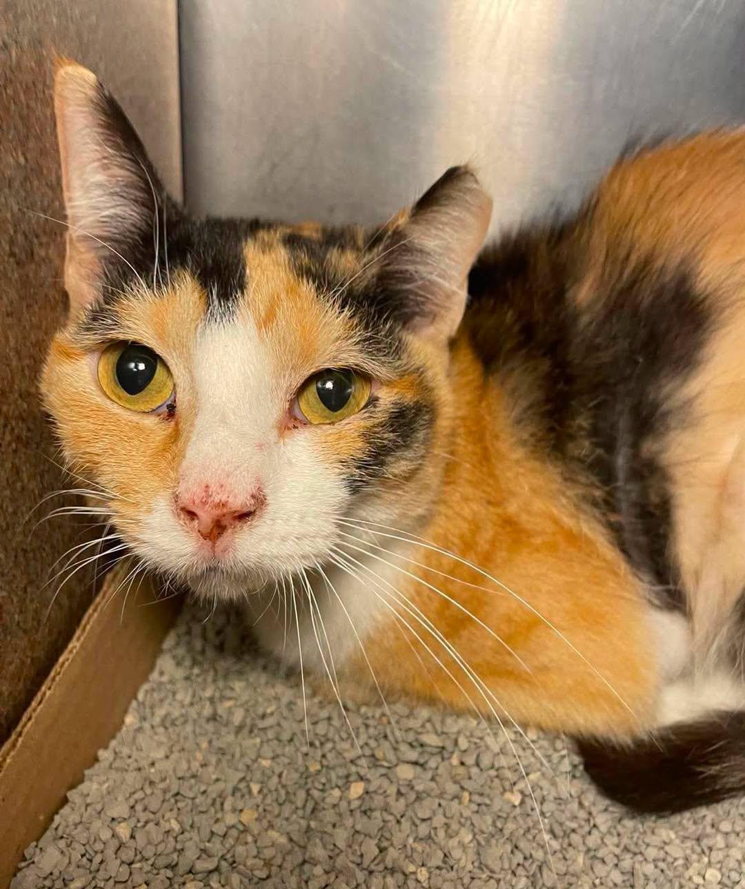 Enlarge Callie, a ADOPTABLE Domestic Short Hair in Stillwater, OK image 1/1