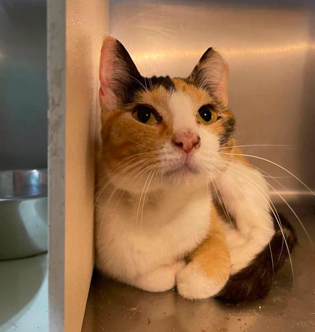 Callie, ADOPTABLE, Adult Female Domestic Short Hair.