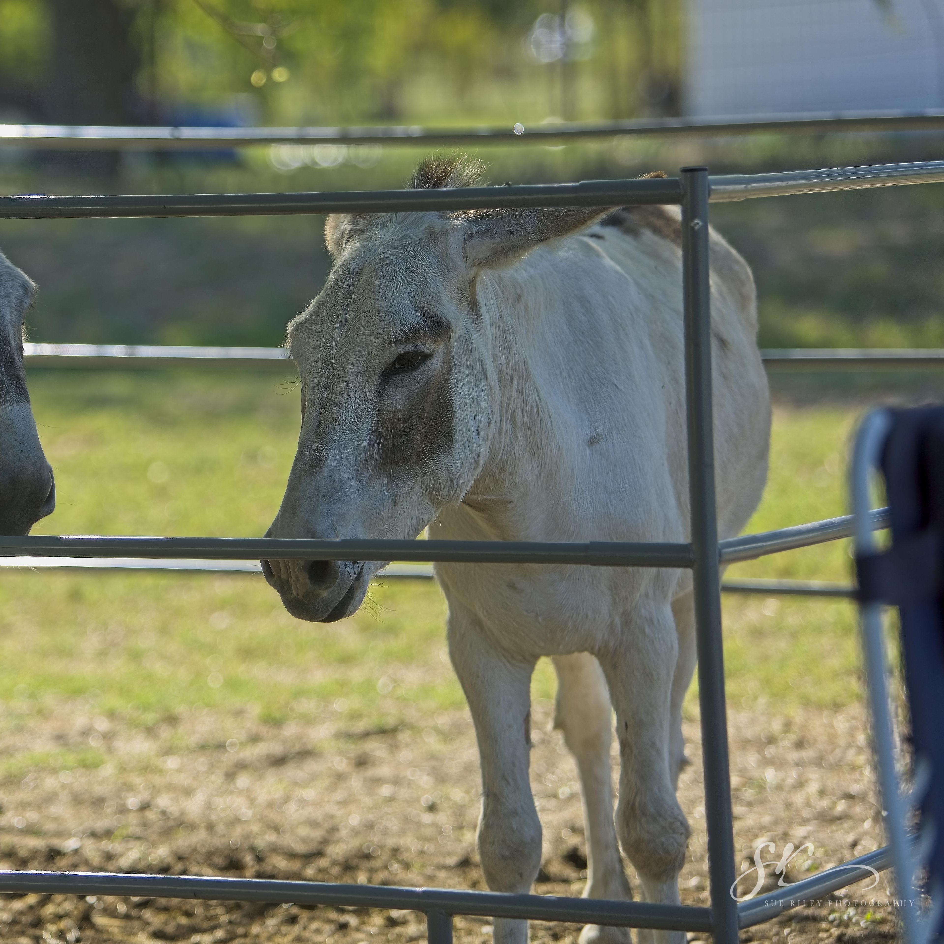 Enlarge Butter, a Adoptable Donkey in Royse City, TX image 5/5