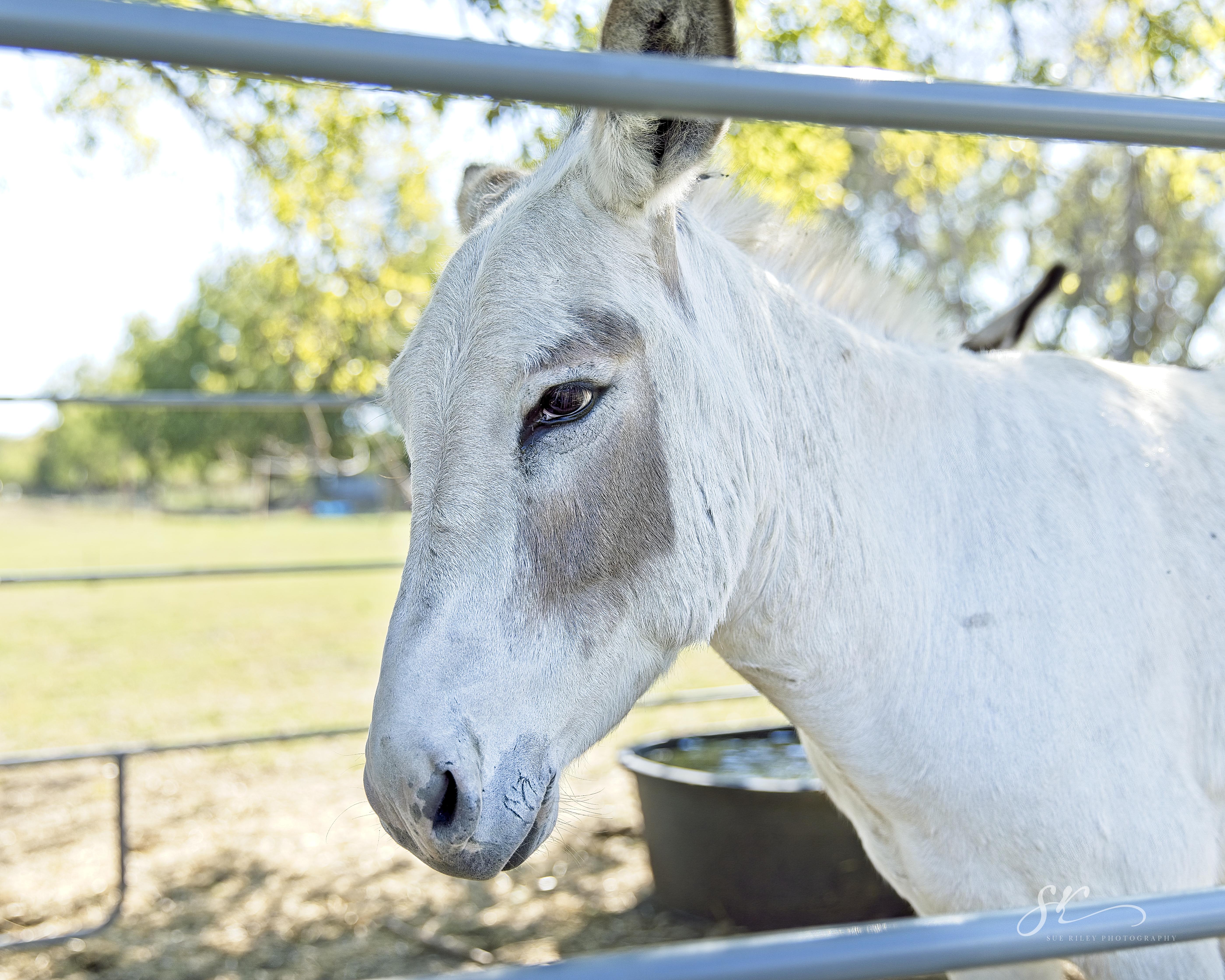 Enlarge Butter, a Adoptable Donkey in Royse City, TX image 1/5