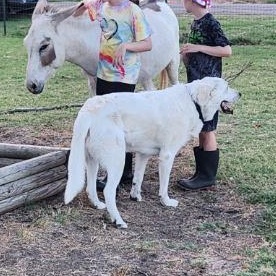 Enlarge Butter, a Adoptable Donkey in Royse City, TX image 4/5