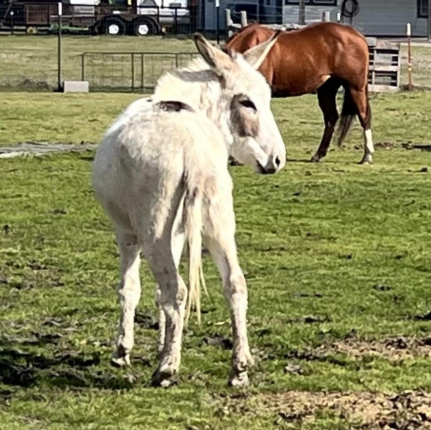 Enlarge Butter, a Adoptable Donkey in Royse City, TX image 2/5