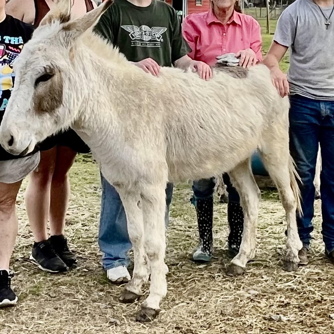Enlarge Butter, a Adoptable Donkey in Royse City, TX image 3/5