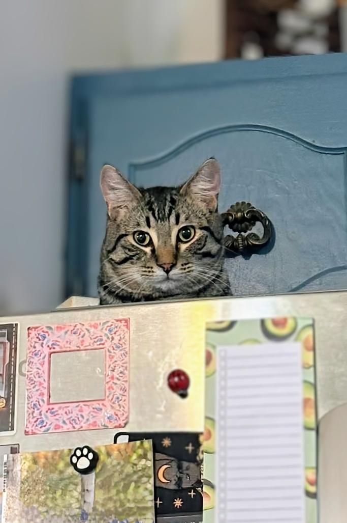 Enlarge Drifter , an adopted Domestic Short Hair in Winnipeg, MB image 2/3