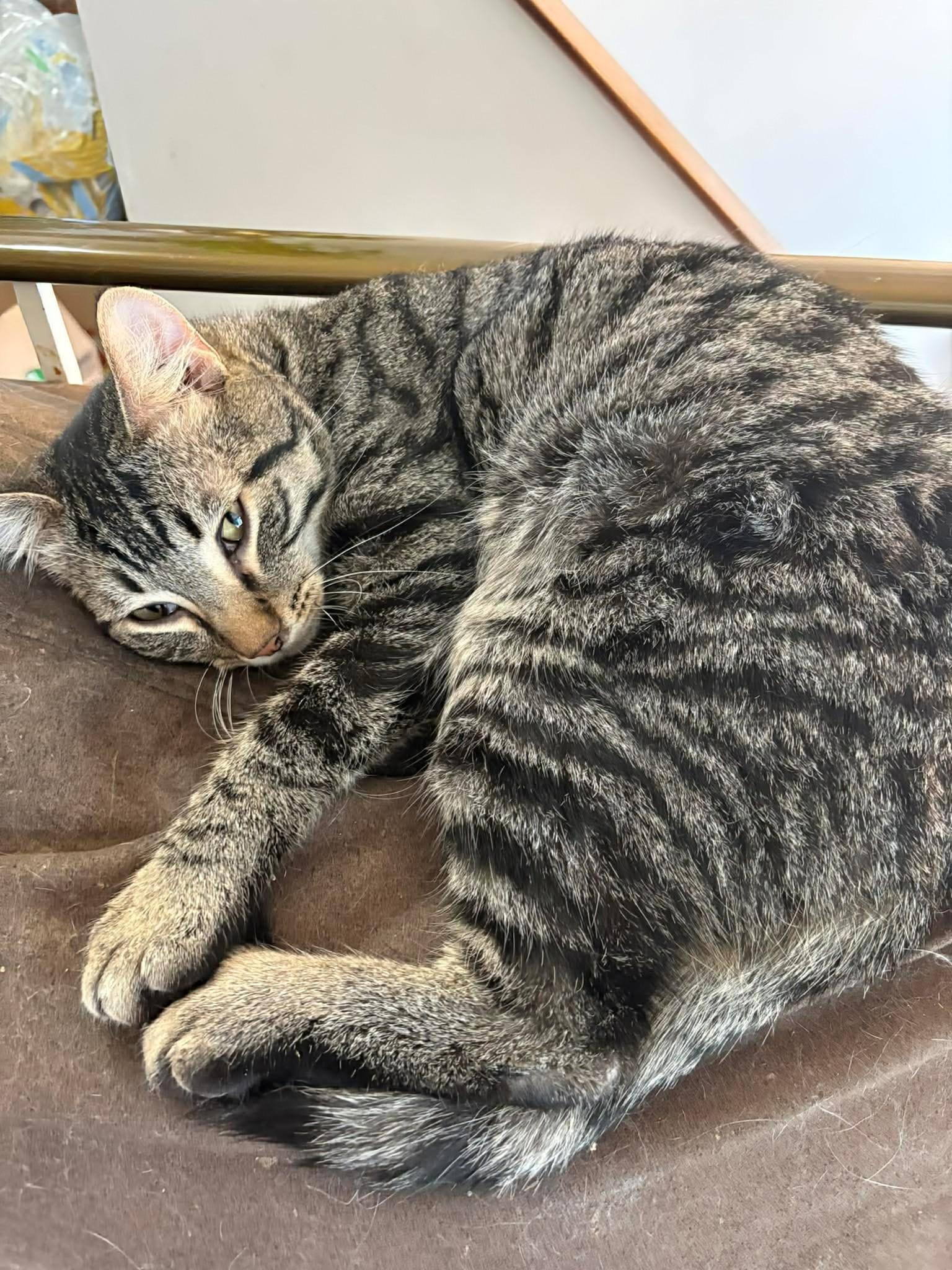 Enlarge Drifter , an adopted Domestic Short Hair in Winnipeg, MB image 3/3