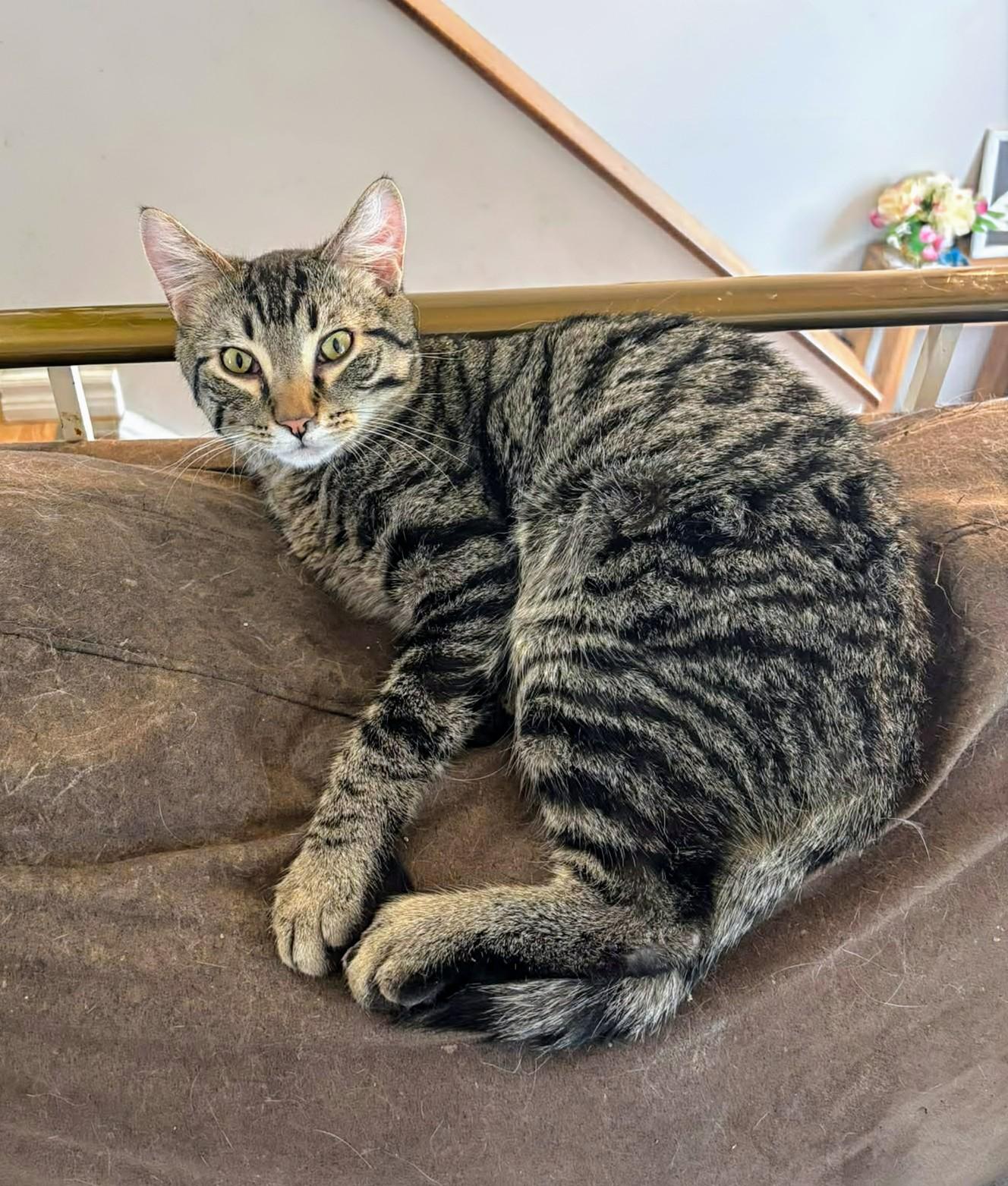 Enlarge Drifter , an adopted Domestic Short Hair in Winnipeg, MB image 1/3
