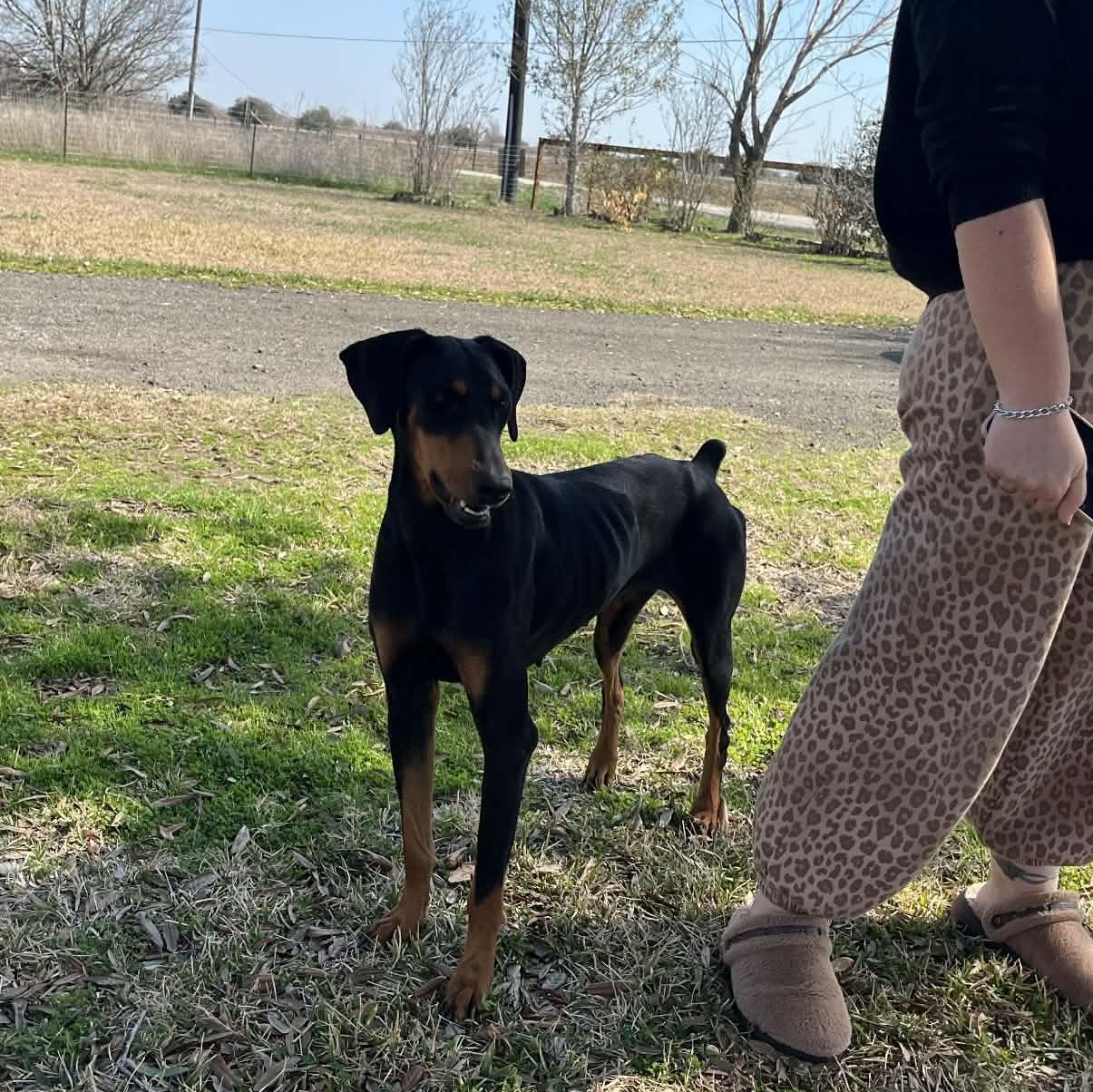 Enlarge Luna Lynn , an adopted Doberman Pinscher in Tacoma, WA image 4/5