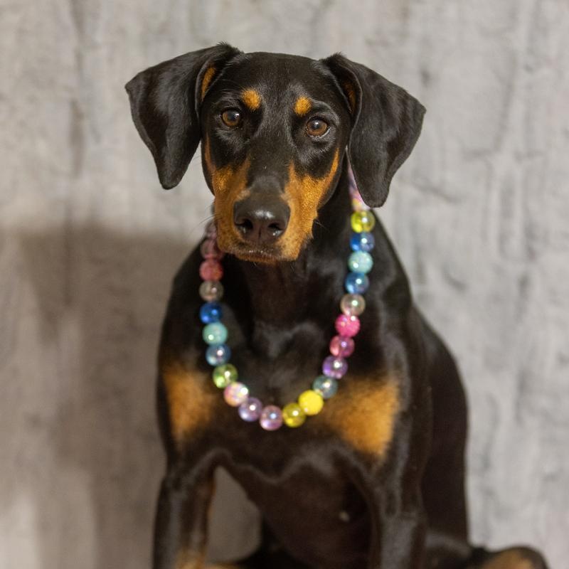 Enlarge Luna Lynn , an adopted Doberman Pinscher in Tacoma, WA image 2/5