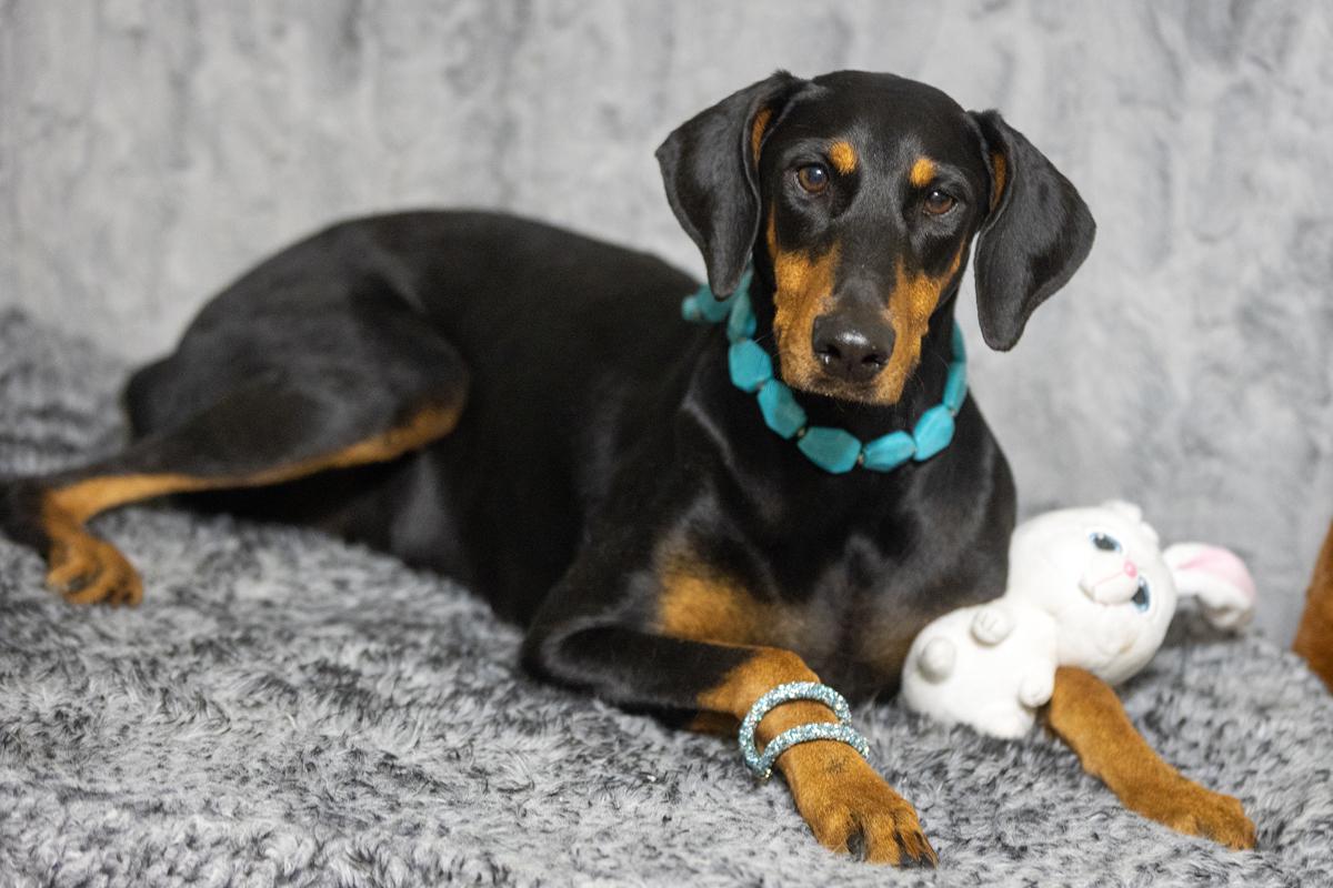 Enlarge Luna Lynn , an adopted Doberman Pinscher in Tacoma, WA image 1/5