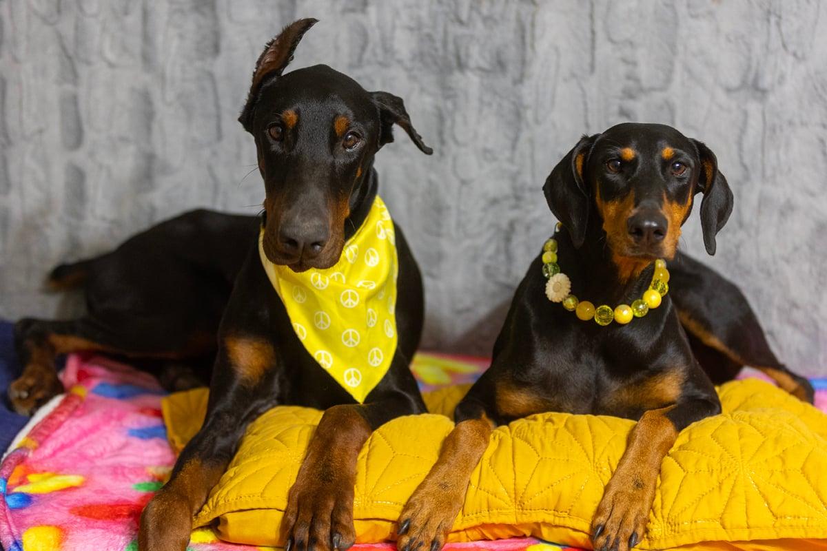 Enlarge Luna Lynn , an adopted Doberman Pinscher in Tacoma, WA image 5/5