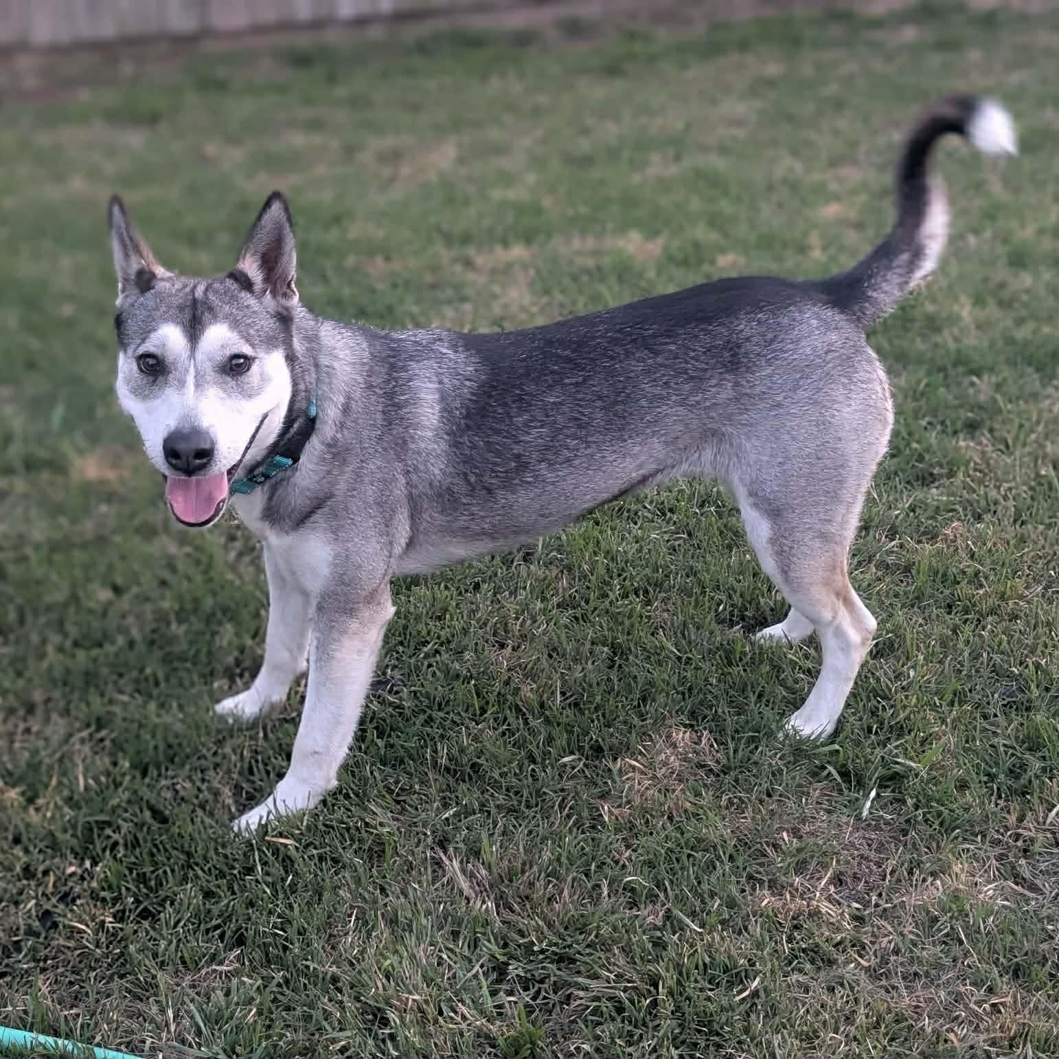 Enlarge Sadie, an adopted Siberian Husky in Justin, TX image 2/6