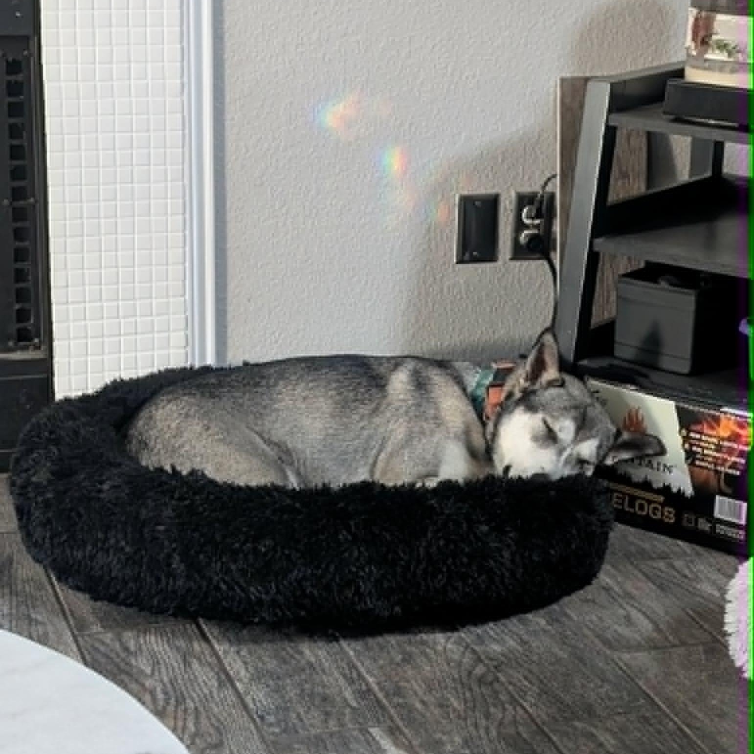 Enlarge Sadie, an adopted Siberian Husky in Justin, TX image 6/6