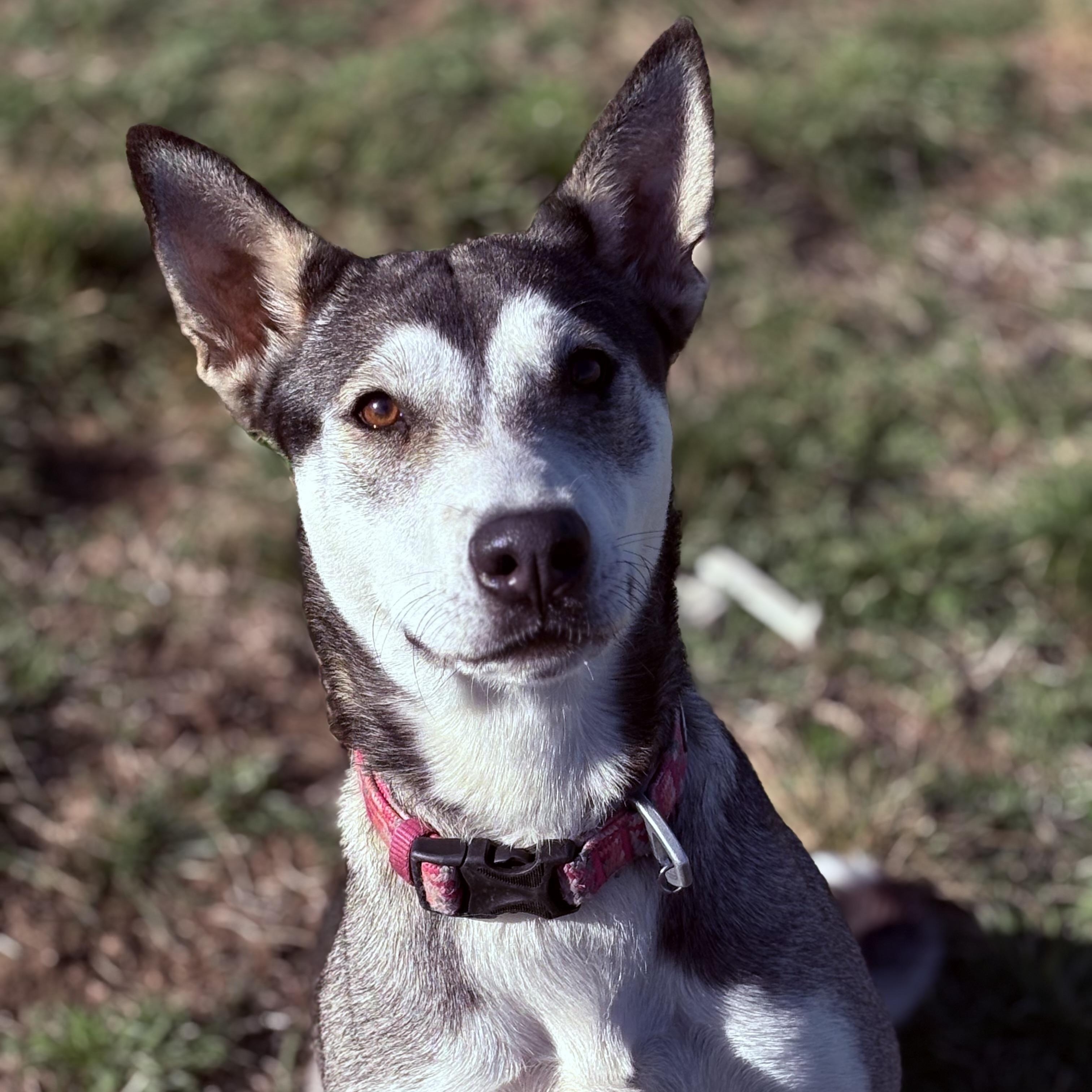 Enlarge Sadie, an adopted Siberian Husky in Justin, TX image 3/6