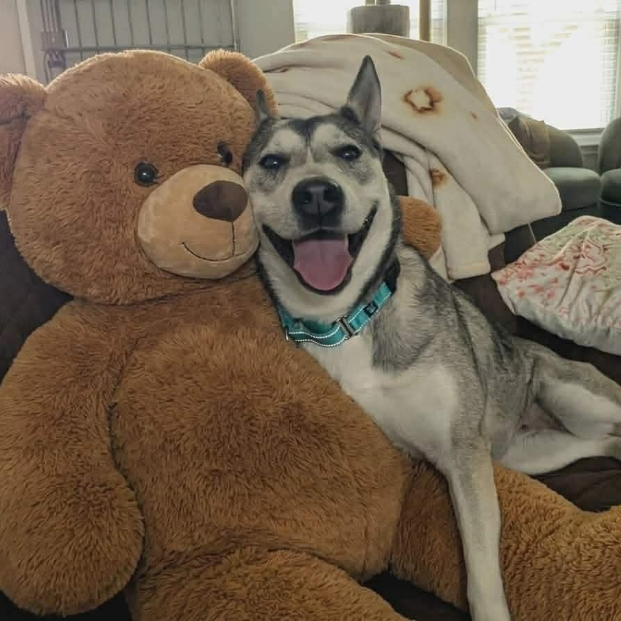 Sadie, adopted, Young Female Siberian Husky.