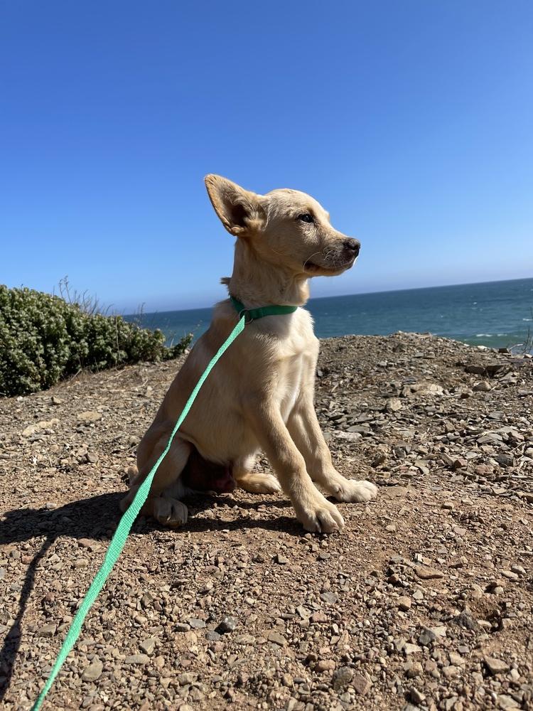 Enlarge Doc Holiday, a Adopted mixed breed in Van Nuys, CA image 1/5