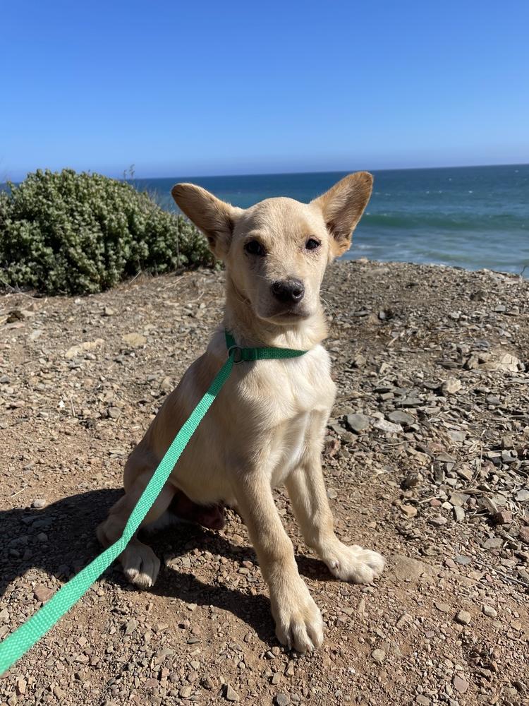 Enlarge Doc Holiday, a Adopted mixed breed in Van Nuys, CA image 2/5