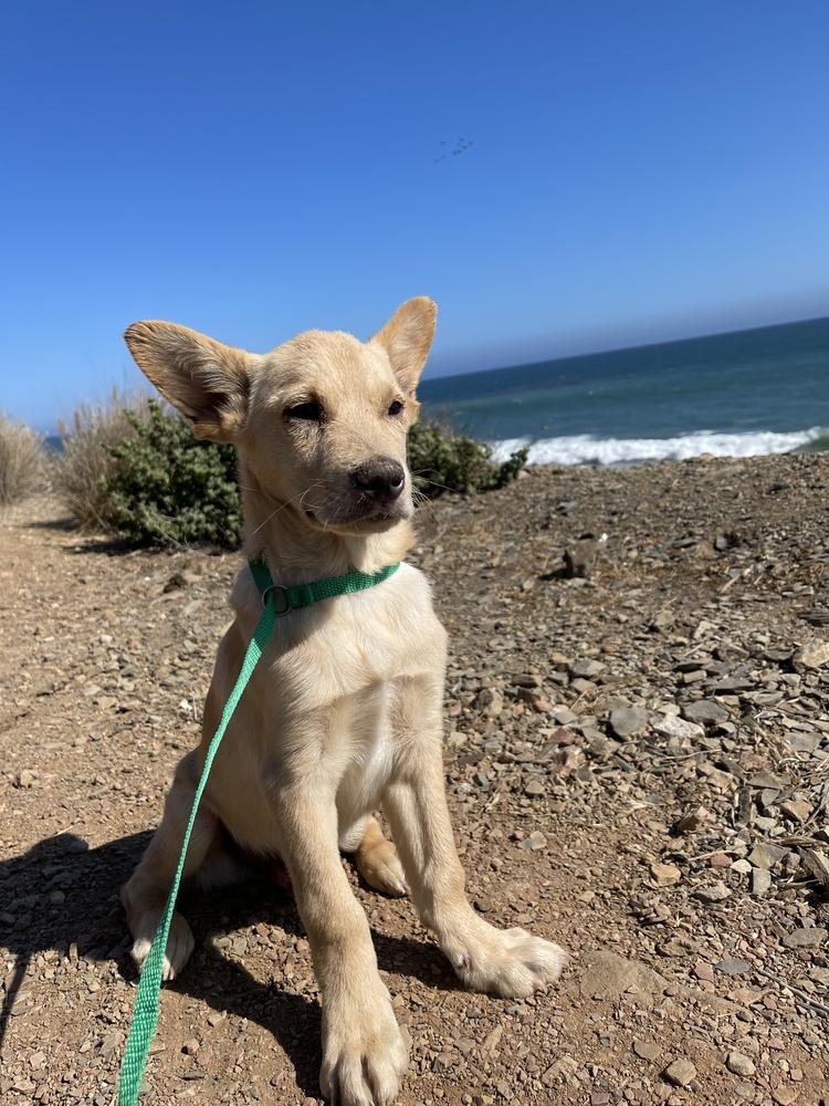 Enlarge Doc Holiday, a Adopted mixed breed in Van Nuys, CA image 3/5