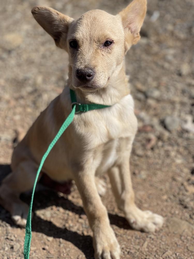 Enlarge Doc Holiday, a Adopted mixed breed in Van Nuys, CA image 4/5