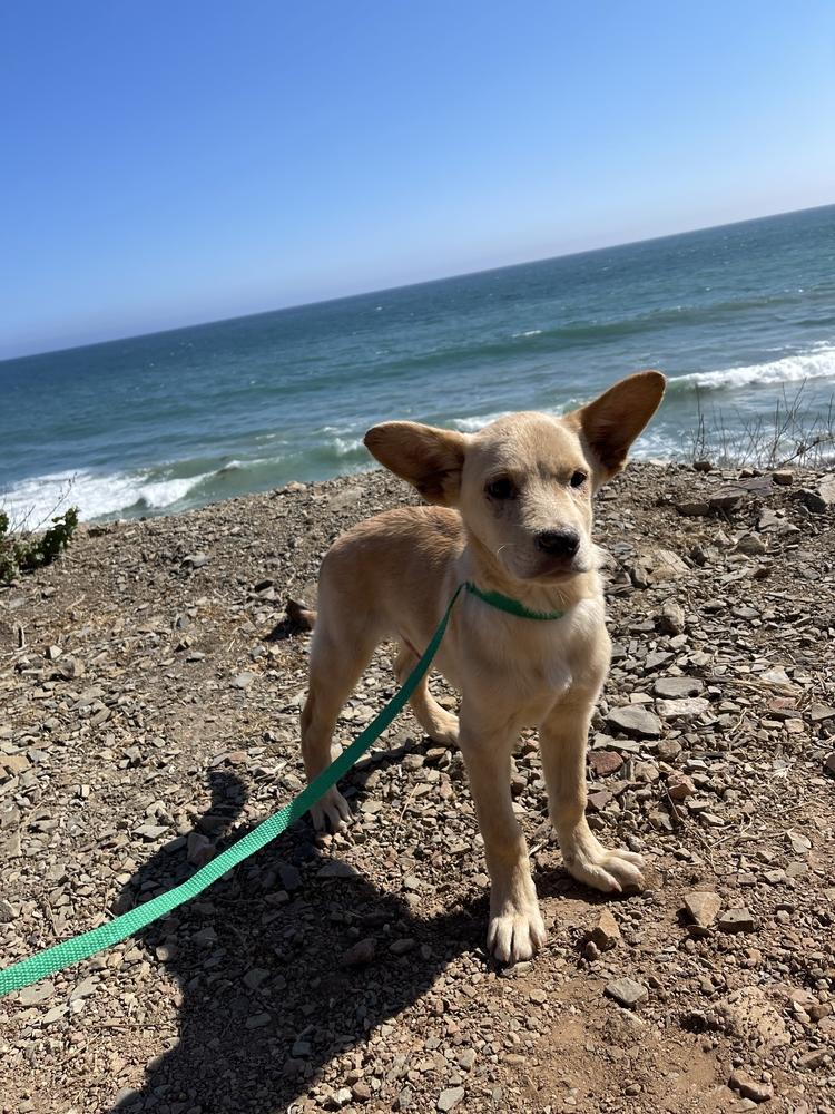 Enlarge Doc Holiday, a Adopted mixed breed in Van Nuys, CA image 5/5