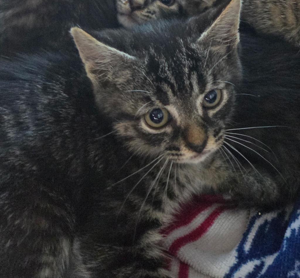Cali, Adoptable, Kitten Female Domestic Short Hair.