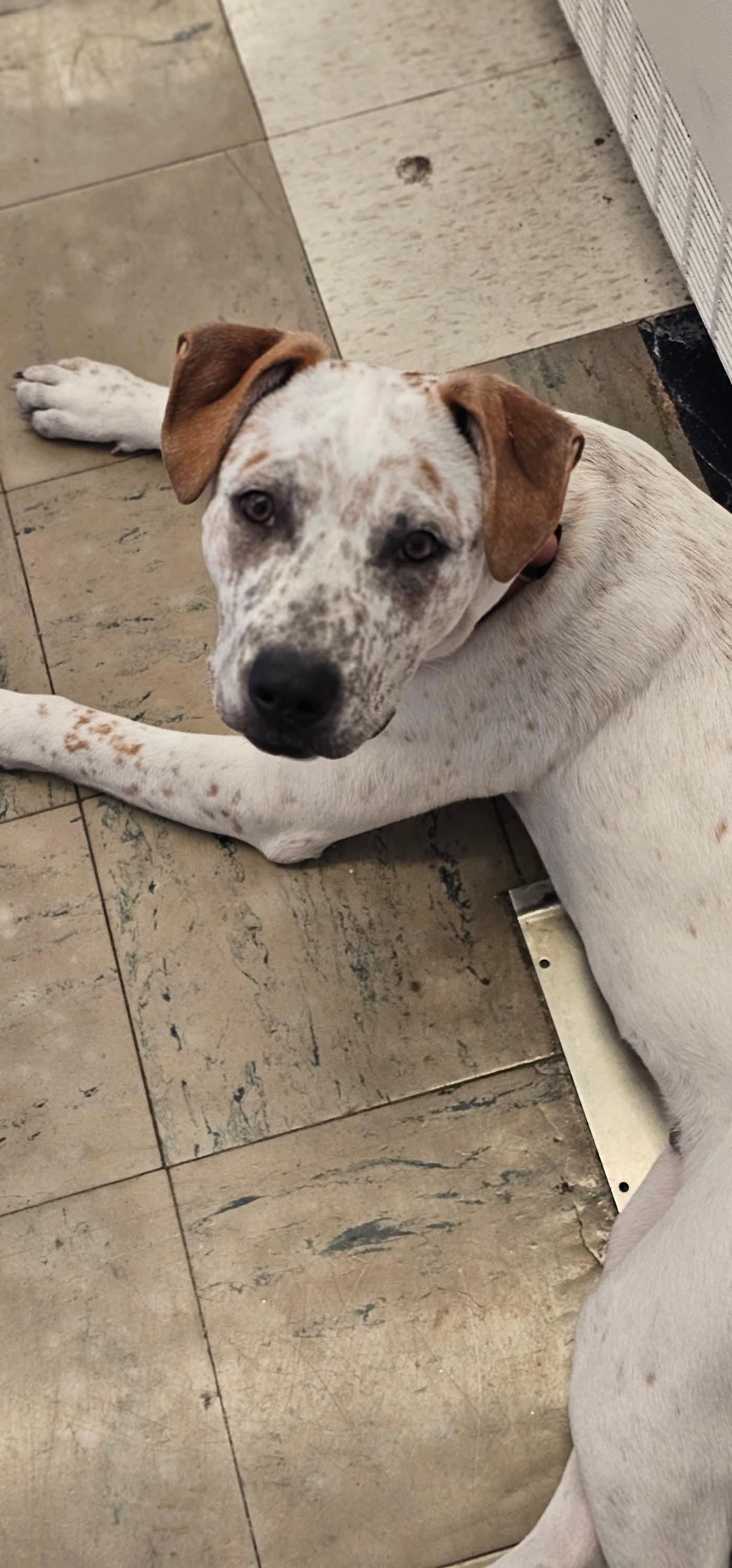 WYATT $425, a Adoptable mixed breed image 1/5