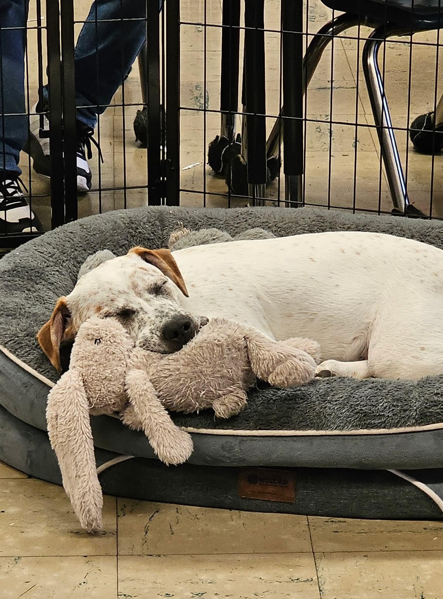 WYATT $425, a Adoptable mixed breed image 2/5