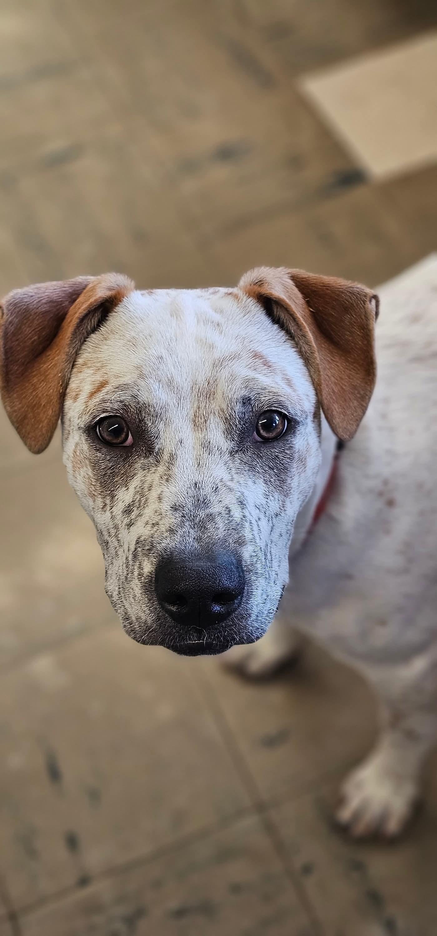 WYATT $425, a Adoptable mixed breed image 3/5