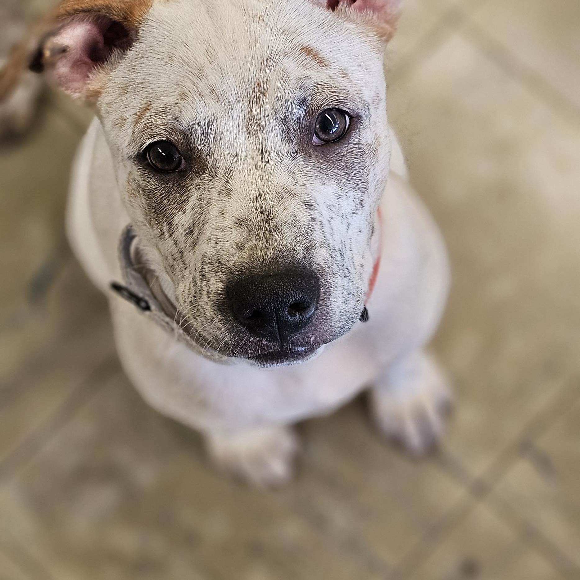 WYATT $425, Adoptable, Young Male Australian Cattle Dog / Blue Heeler.