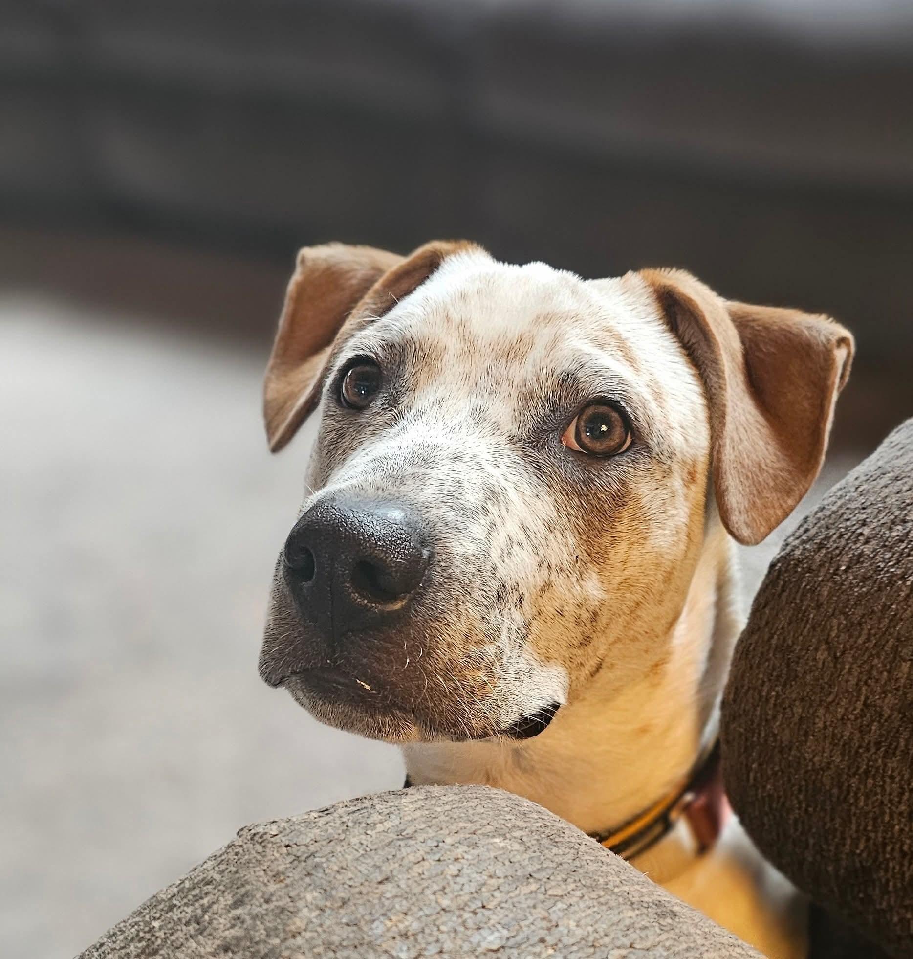 WYATT $425, a Adoptable mixed breed image 5/5