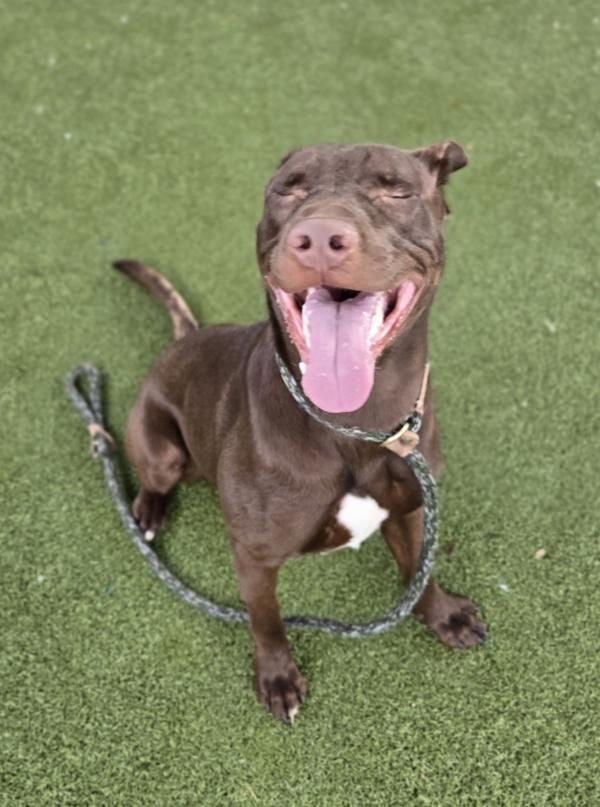 *Spengler*, Adoptable, Young Male Labrador Retriever.