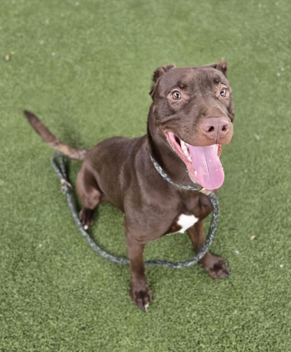 Enlarge *Spengler*, a Adoptable mixed breed in Salt Lake City, UT image 2/3