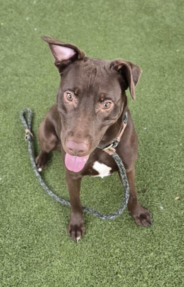 Enlarge *Spengler*, a Adoptable mixed breed in Salt Lake City, UT image 3/3