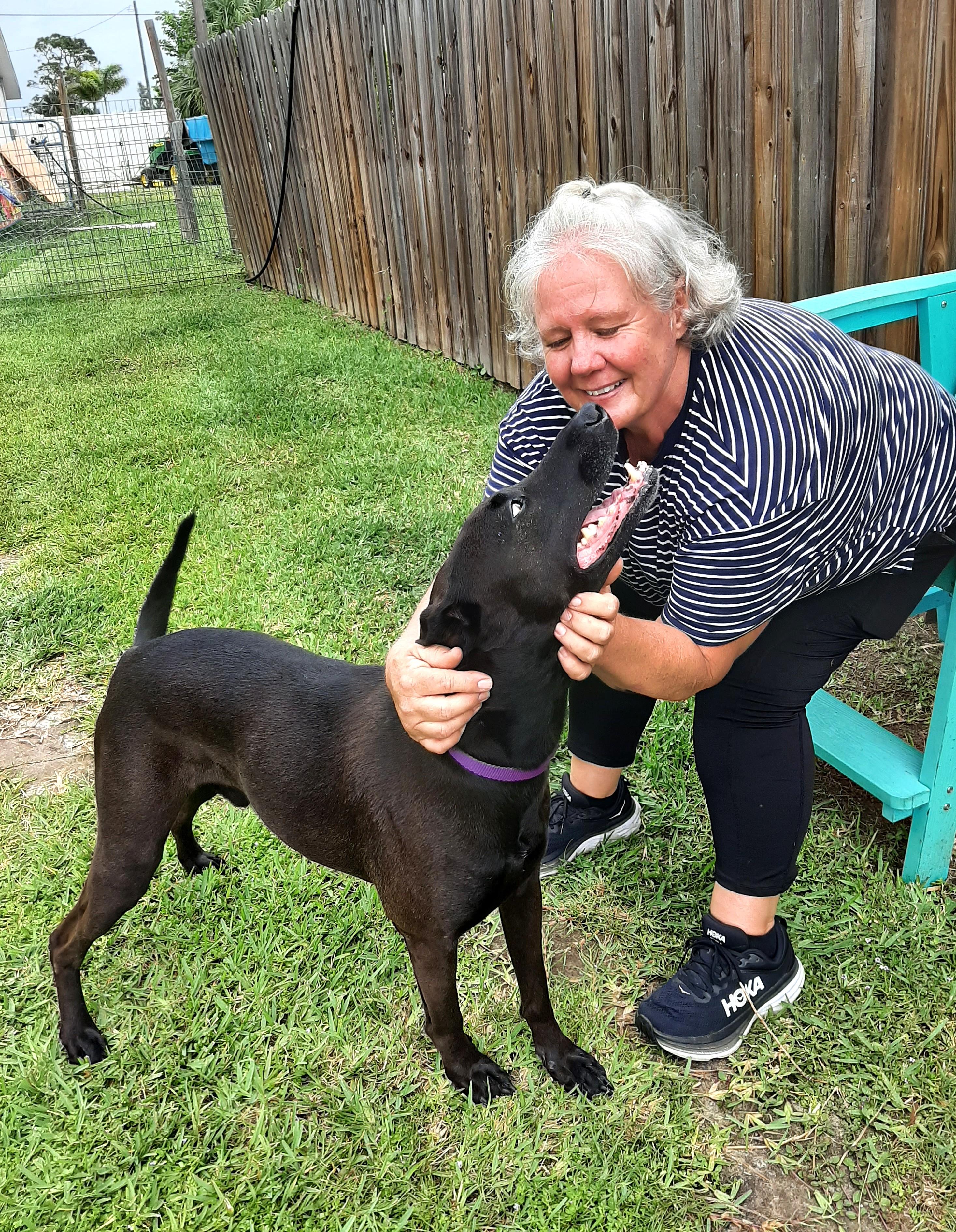 Jefe, a Adoptable mixed breed in Bradenton, FL image 2/5