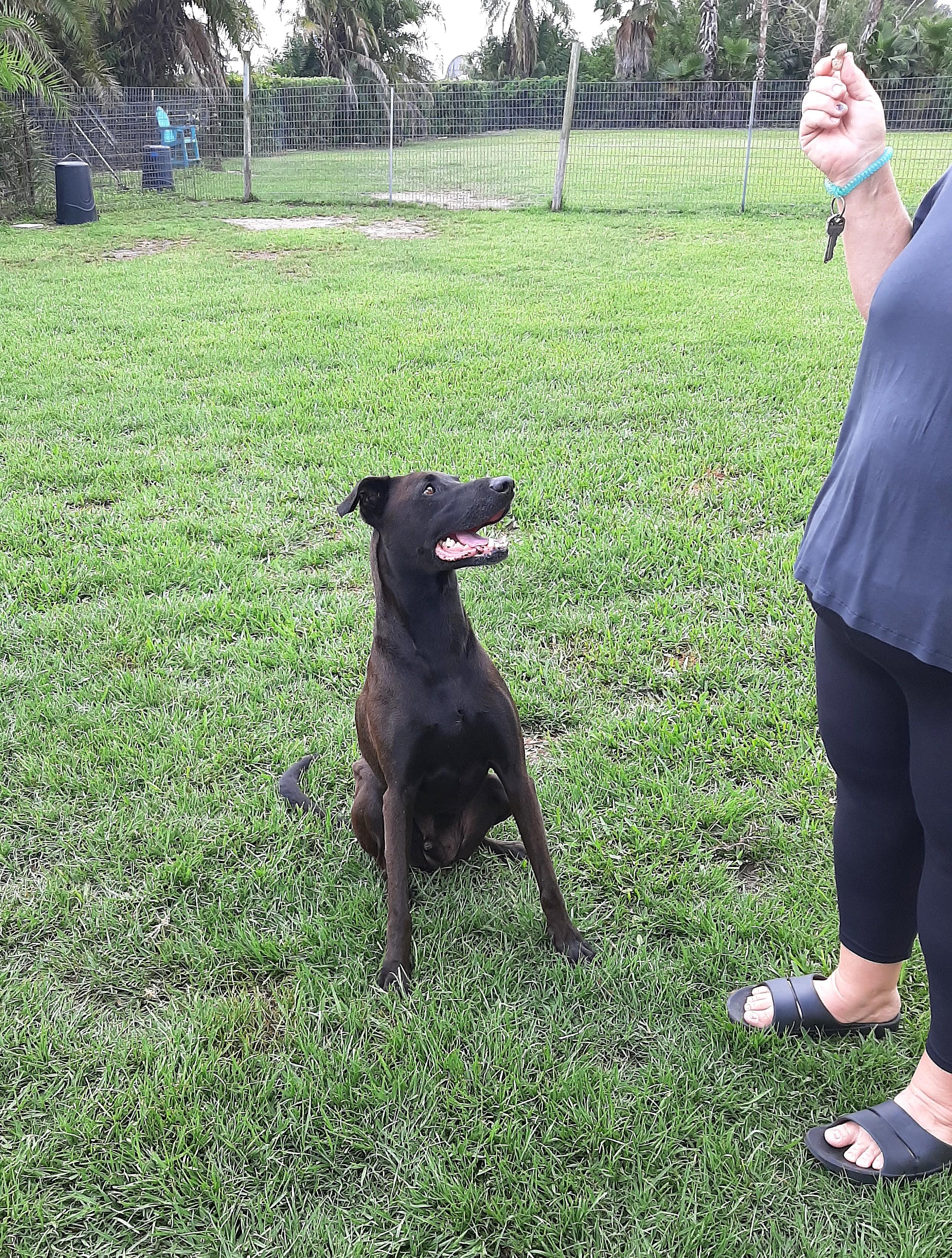 Jefe, a Adoptable mixed breed in Bradenton, FL image 4/5