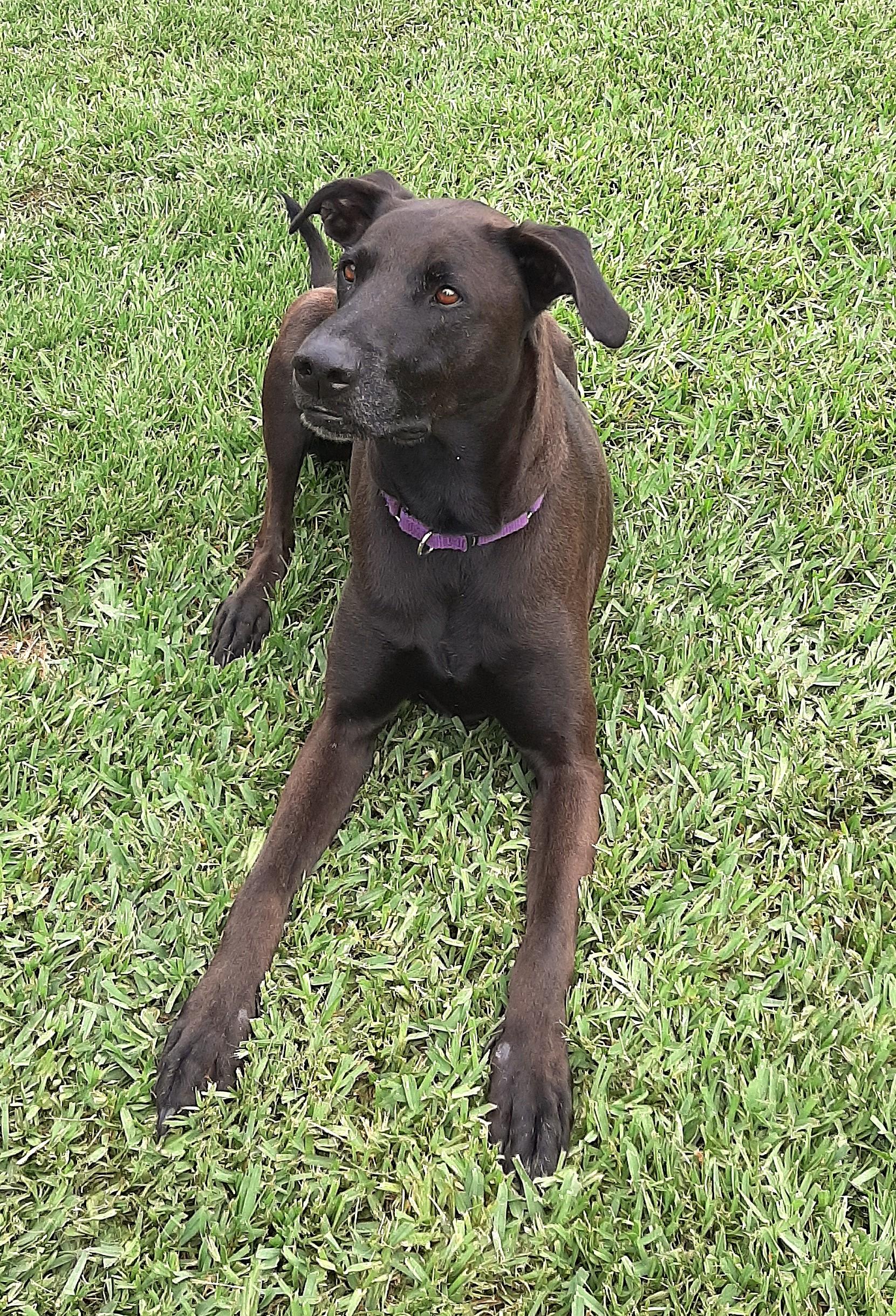 Jefe, a Adoptable mixed breed in Bradenton, FL image 3/5