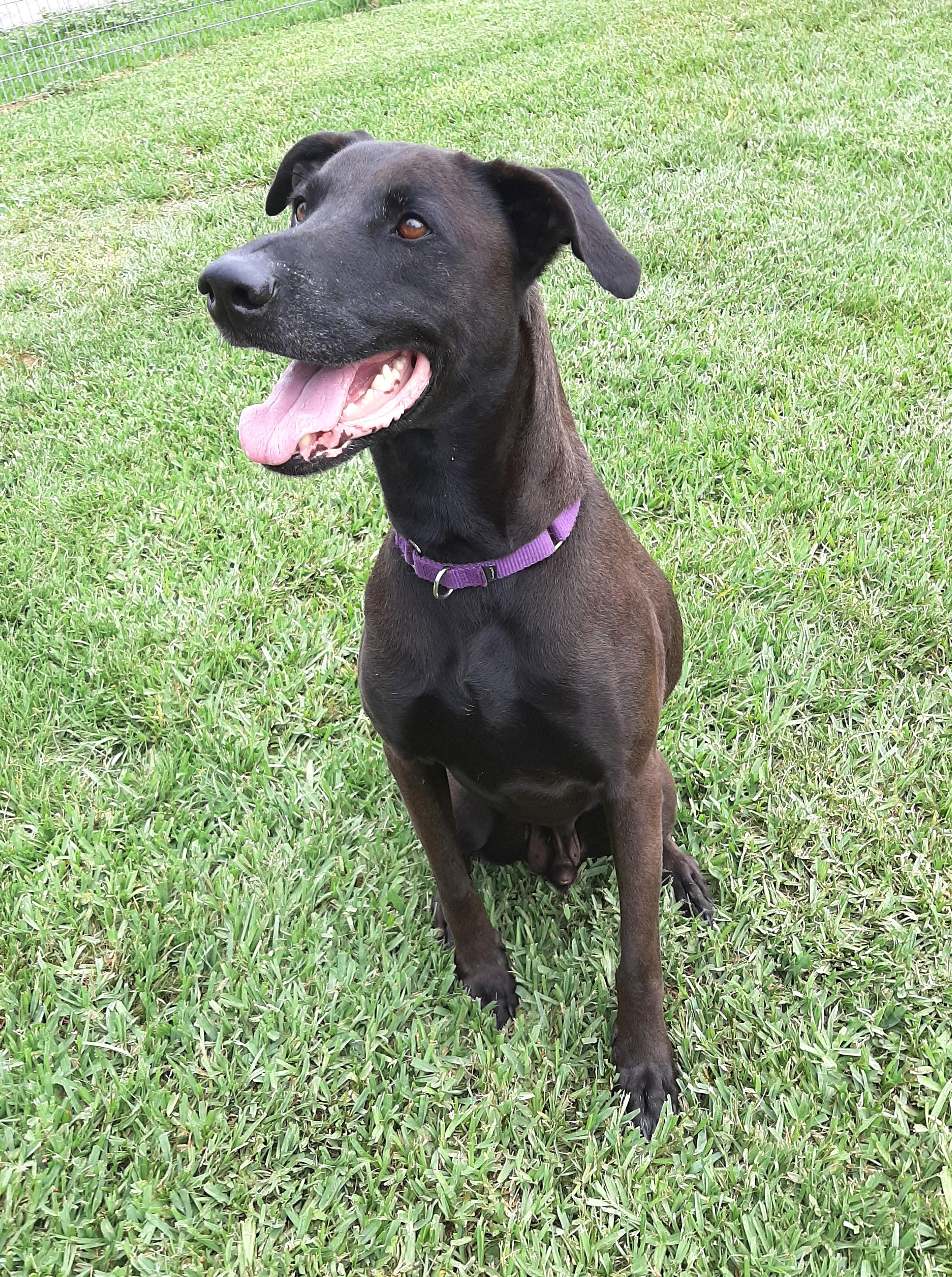 Jefe, a Adoptable mixed breed in Bradenton, FL image 1/5