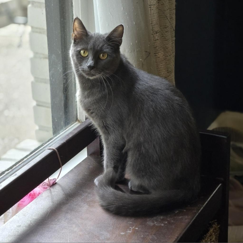 Enlarge Bonnie, a Adoptable Domestic Short Hair in Greenwood, MO image 1/1