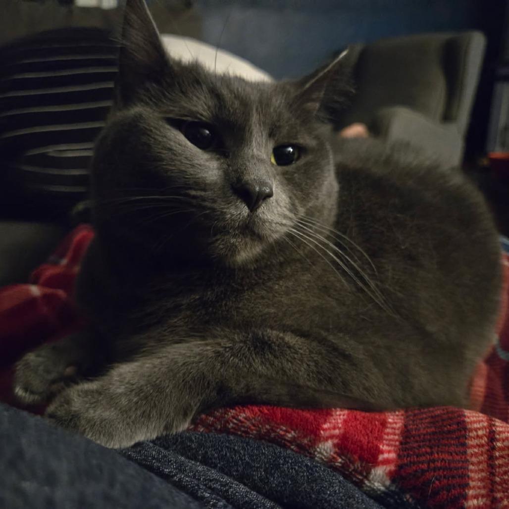 Bonnie, Adoptable, Adult Female Domestic Short Hair.